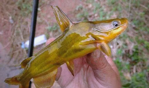 垂钓黄颡鱼技巧(怎样钓黄颡鱼钓法合集) 垂钓黄颡鱼技巧(怎样钓黄颡鱼钓法合集)