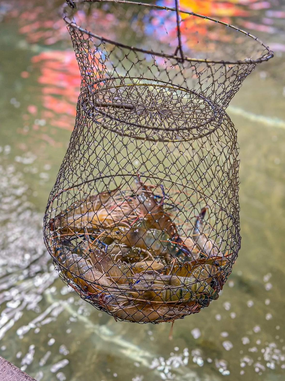 钓虾上海钓鱼网(上海钓虾场 2020) 钓虾上海钓鱼网(上海钓虾场 2020)