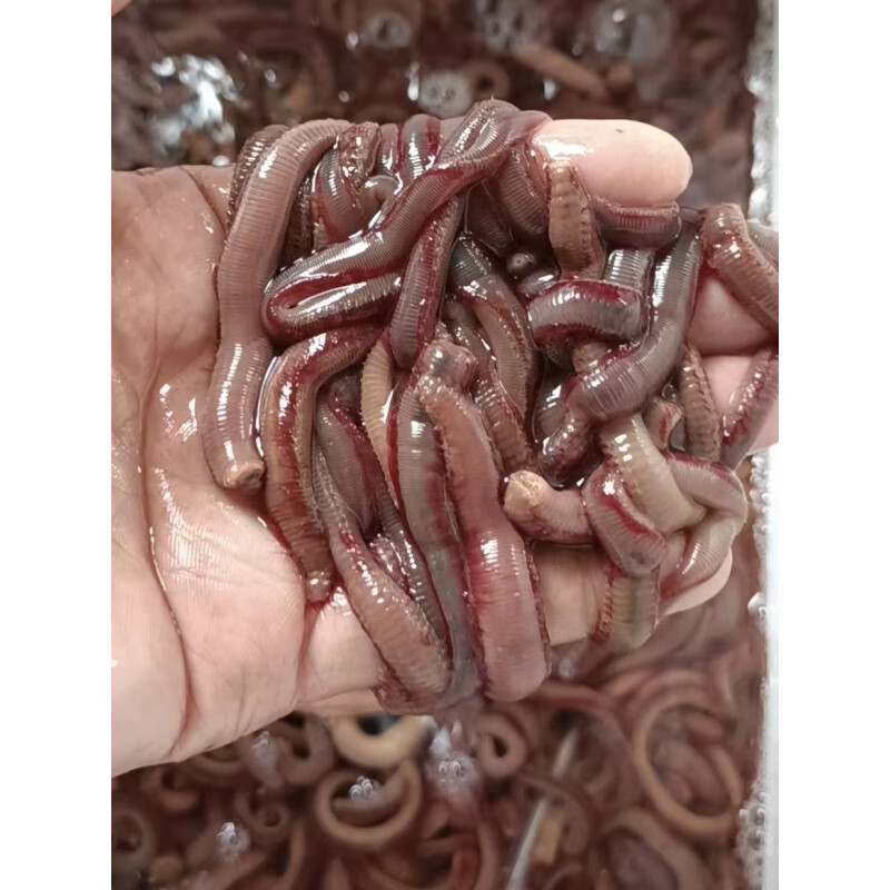 湛江钓鱼饵料(2021湛江野钓地方) 湛江钓鱼饵料(2021湛江野钓地方)