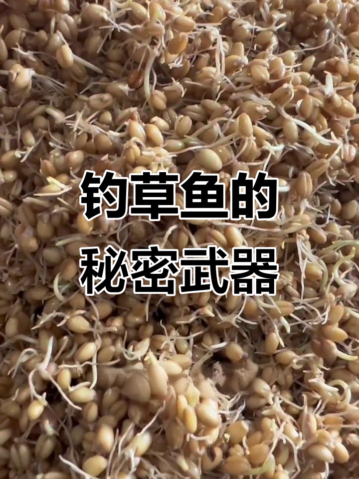 夏季青鱼饵料配方(钓青鱼的饵料配方与钓法) 夏季青鱼饵料配方(钓青鱼的饵料配方与钓法)