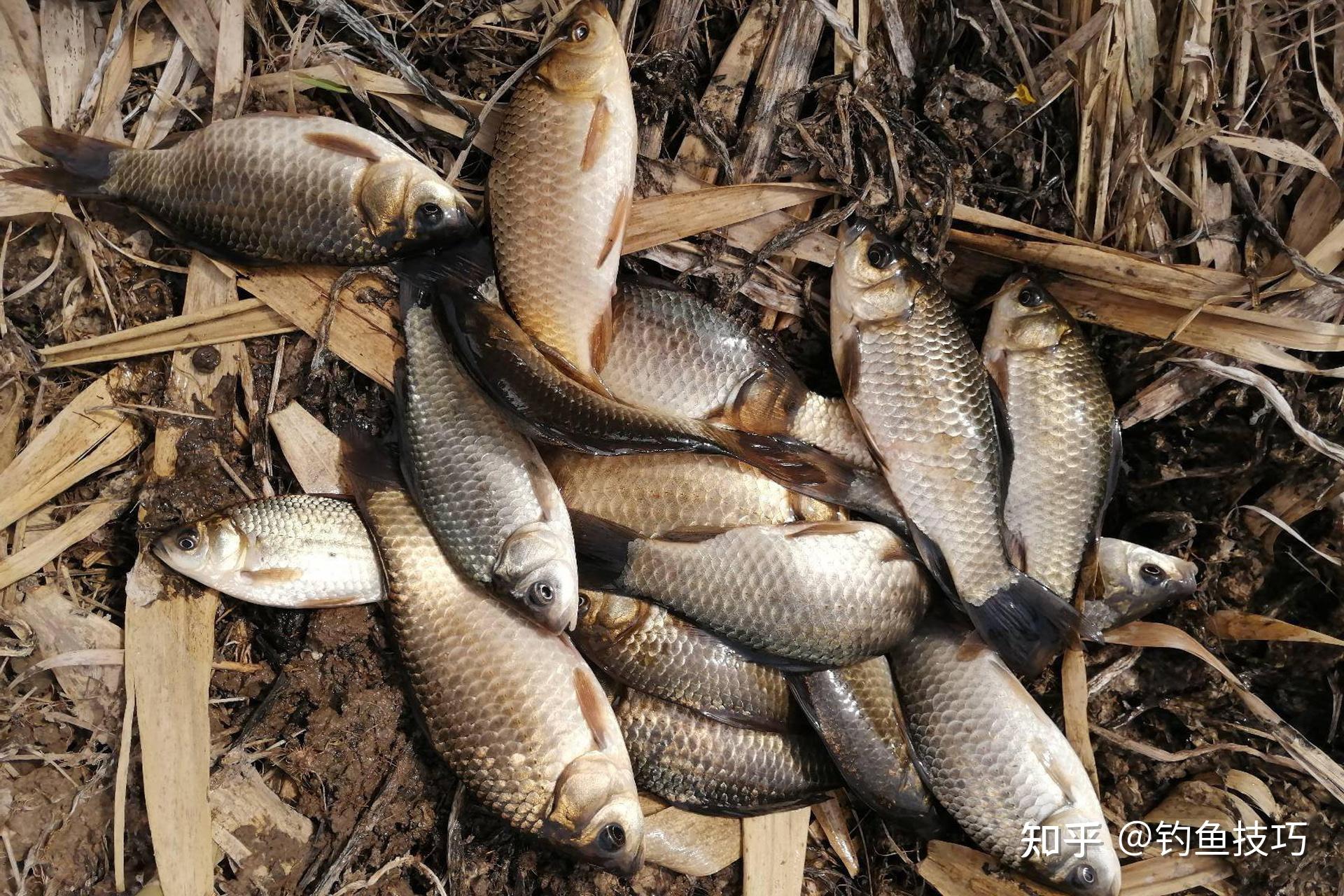 天凉以后钓鲫鱼技巧(天凉了钓鲫鱼怎么钓) 天凉以后钓鲫鱼技巧(天凉了钓鲫鱼怎么钓)