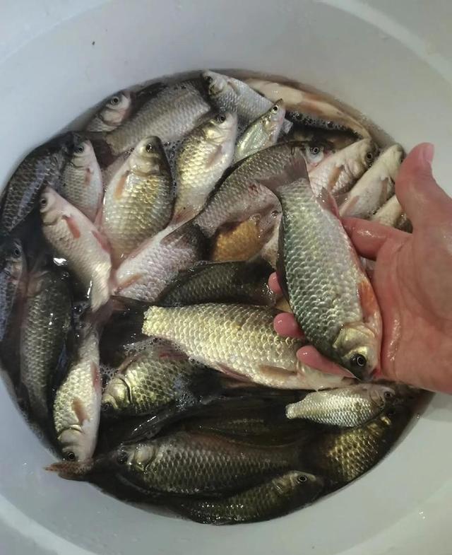 天凉以后钓鲫鱼技巧(天凉了钓鲫鱼怎么钓) 天凉以后钓鲫鱼技巧(天凉了钓鲫鱼怎么钓)