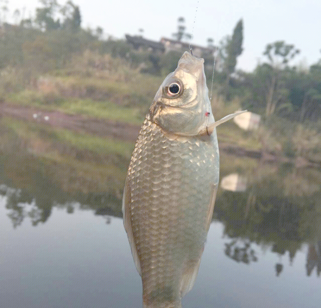 饵料打揉的目的(饵料打揉的目的是什么) 饵料打揉的目的(饵料打揉的目的是什么)