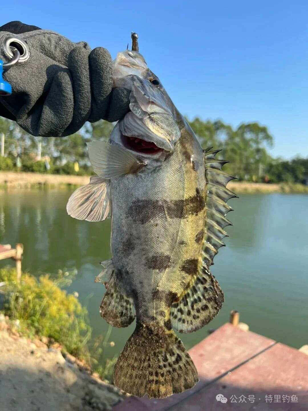 路亚小桂鱼图片(路亚桂鱼图片大全高清) 路亚小桂鱼图片(路亚桂鱼图片大全高清)