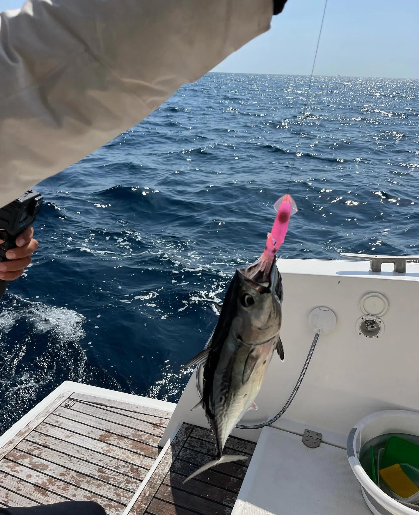 钦州海钓岸钓(钦州海钓岸钓点哪里鱼多) 钦州海钓岸钓(钦州海钓岸钓点哪里鱼多)