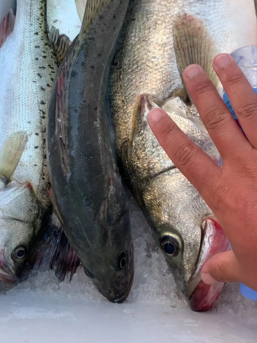 洞头哪里可以海钓(洞头出海钓鱼) 洞头哪里可以海钓(洞头出海钓鱼)