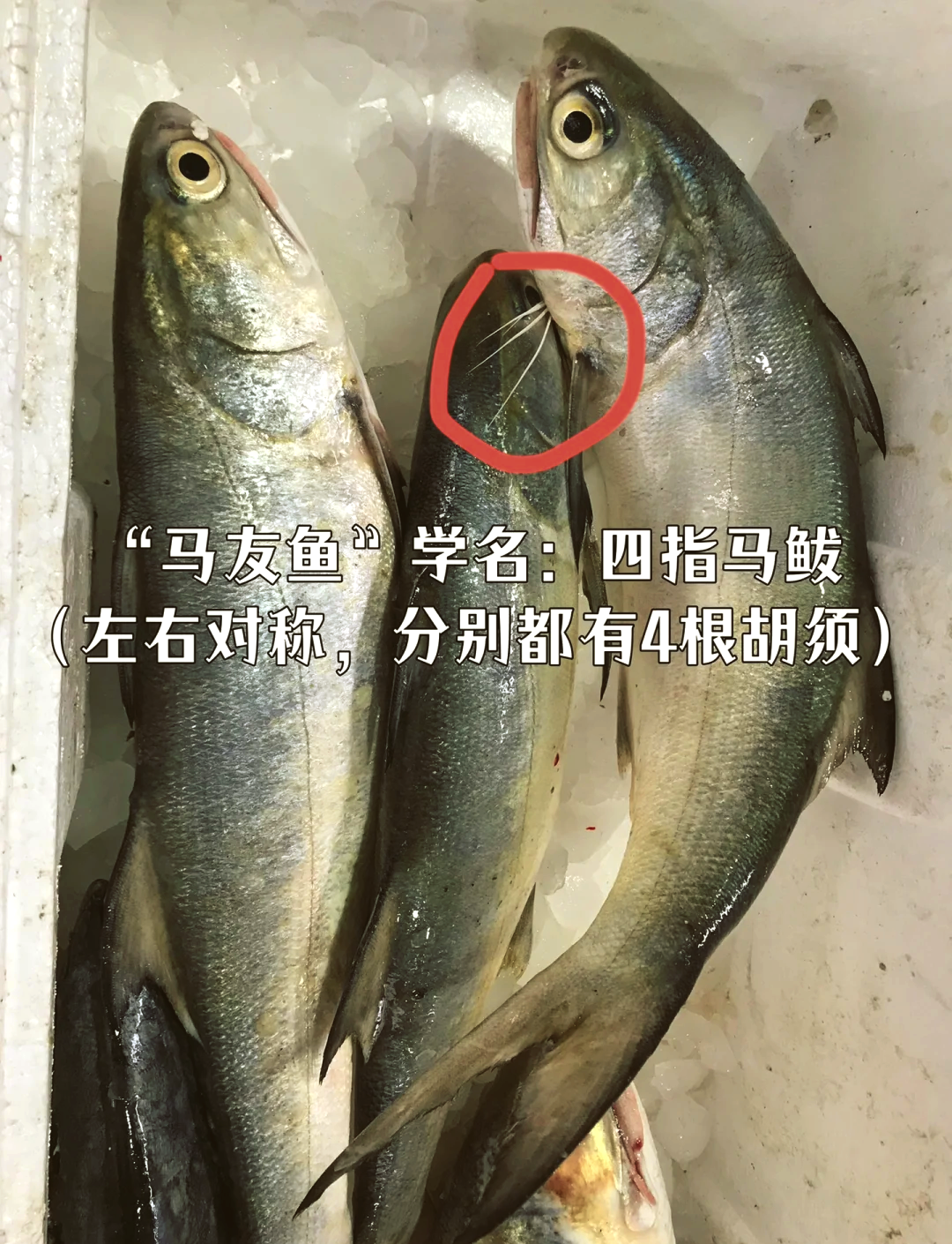 钓马友鱼的技巧(钓马友鱼的技巧视频) 钓马友鱼的技巧(钓马友鱼的技巧视频)