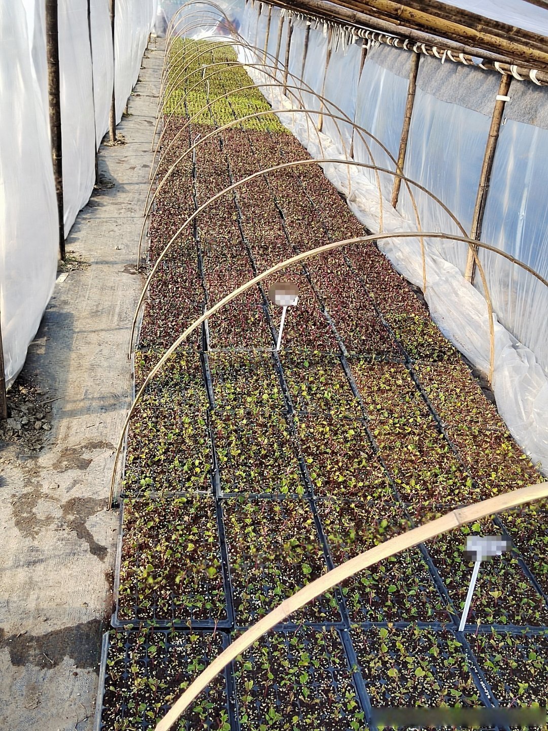 黑坑大棚技巧(黑坑大棚要投资多少钱) 黑坑大棚技巧(黑坑大棚要投资多少钱)