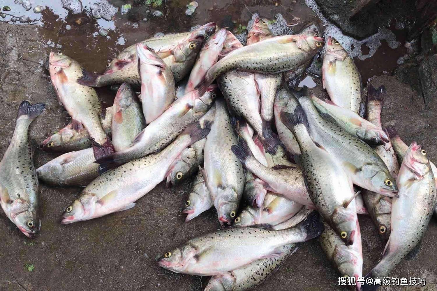 冬季海钓适合什么鱼(冬天海钓什么鱼好钓鱼) 冬季海钓适合什么鱼(冬天海钓什么鱼好钓鱼)