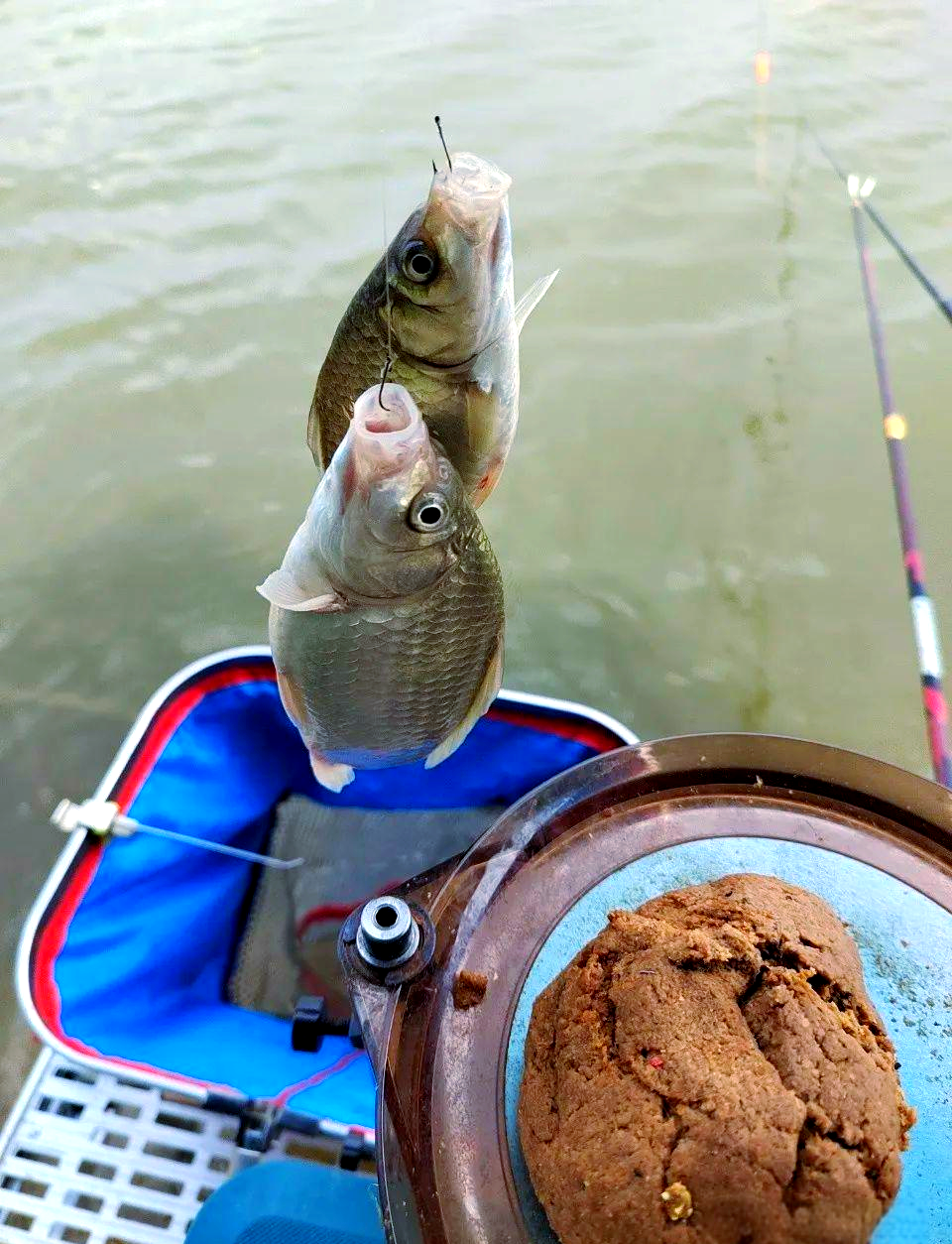 饵料的体验(饵料钓鱼) 饵料的体验(饵料钓鱼)