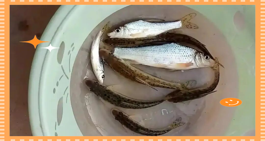 花骨鱼垂钓技巧(花骨鱼垂钓技巧图解) 花骨鱼垂钓技巧(花骨鱼垂钓技巧图解)