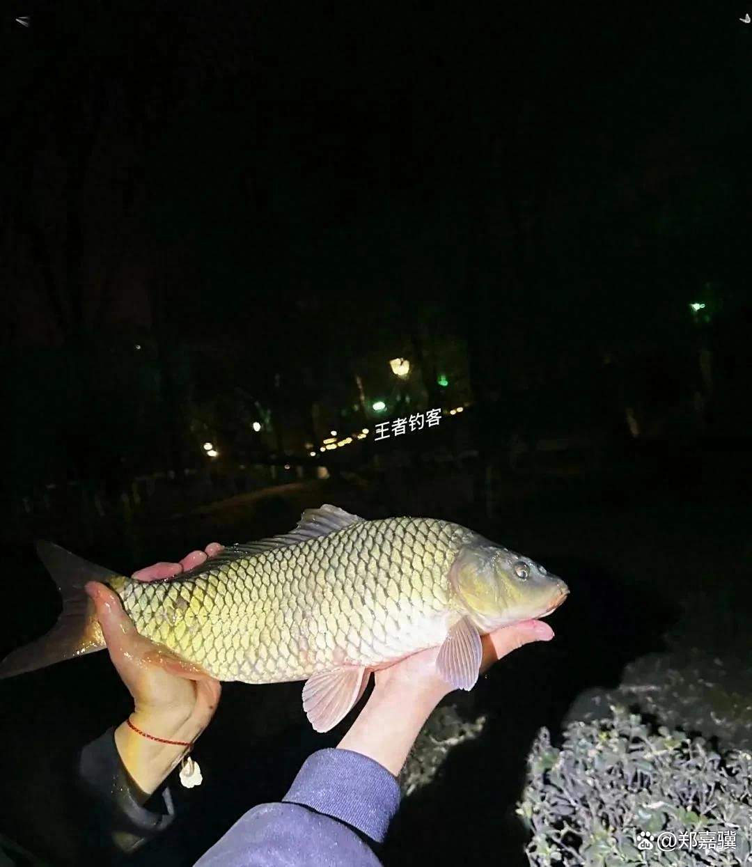 夜钓草鱼的技巧视频(野钓夜钓草鱼) 夜钓草鱼的技巧视频(野钓夜钓草鱼)
