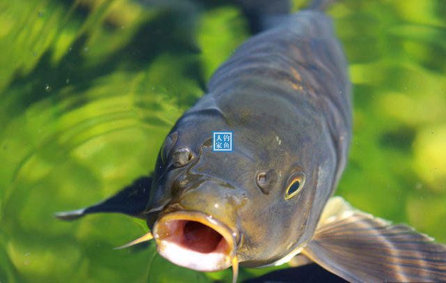饵料中加紫菜(紫菜钓鲤鱼) 饵料中加紫菜(紫菜钓鲤鱼)