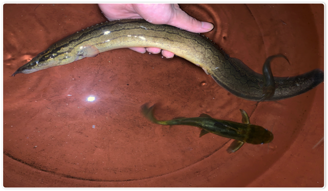 路亚刀鳅(路亚飞蝇钓白条视频) 路亚刀鳅(路亚飞蝇钓白条视频)