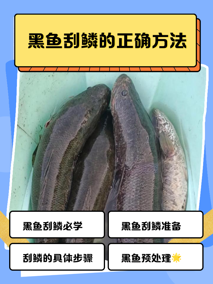 锚黑鱼技巧(锚黑鱼用什么鱼竿) 锚黑鱼技巧(锚黑鱼用什么鱼竿)