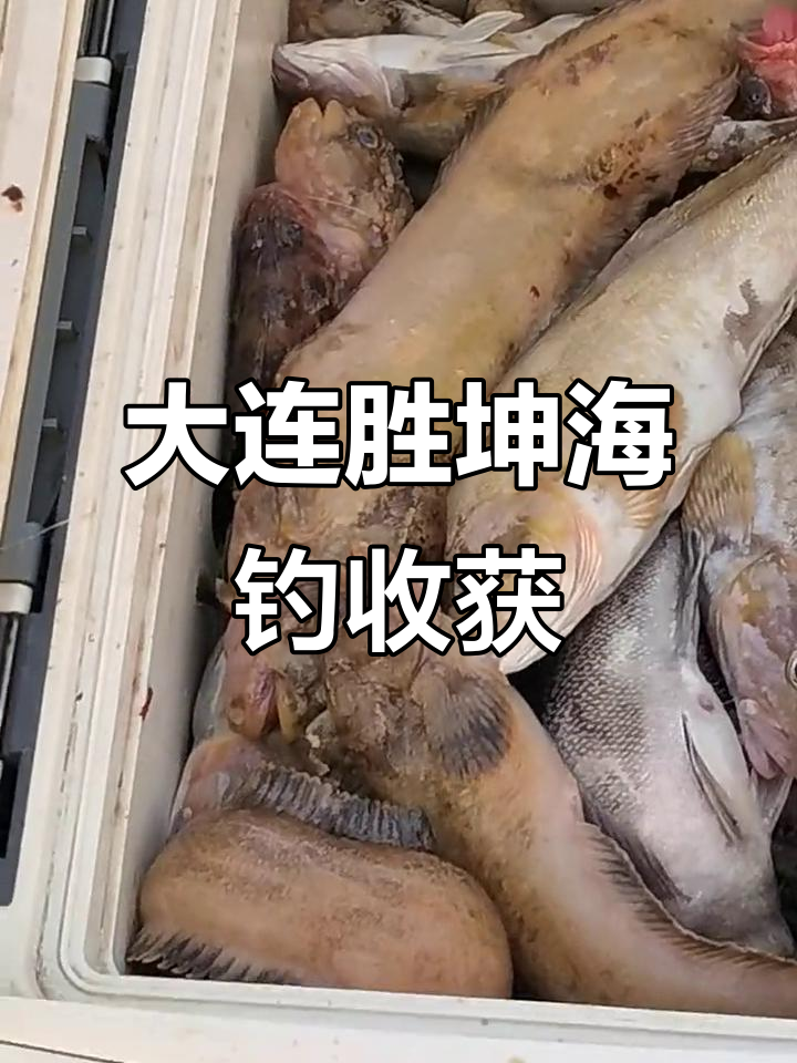 大连海钓用什么鱼饵(大连海钓用什么假饵最好) 大连海钓用什么鱼饵(大连海钓用什么假饵最好)