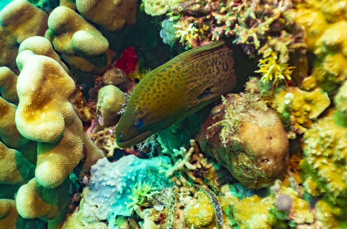 夜钓海鳝技巧(夜钓海鲋怎么钓) 夜钓海鳝技巧(夜钓海鲋怎么钓)