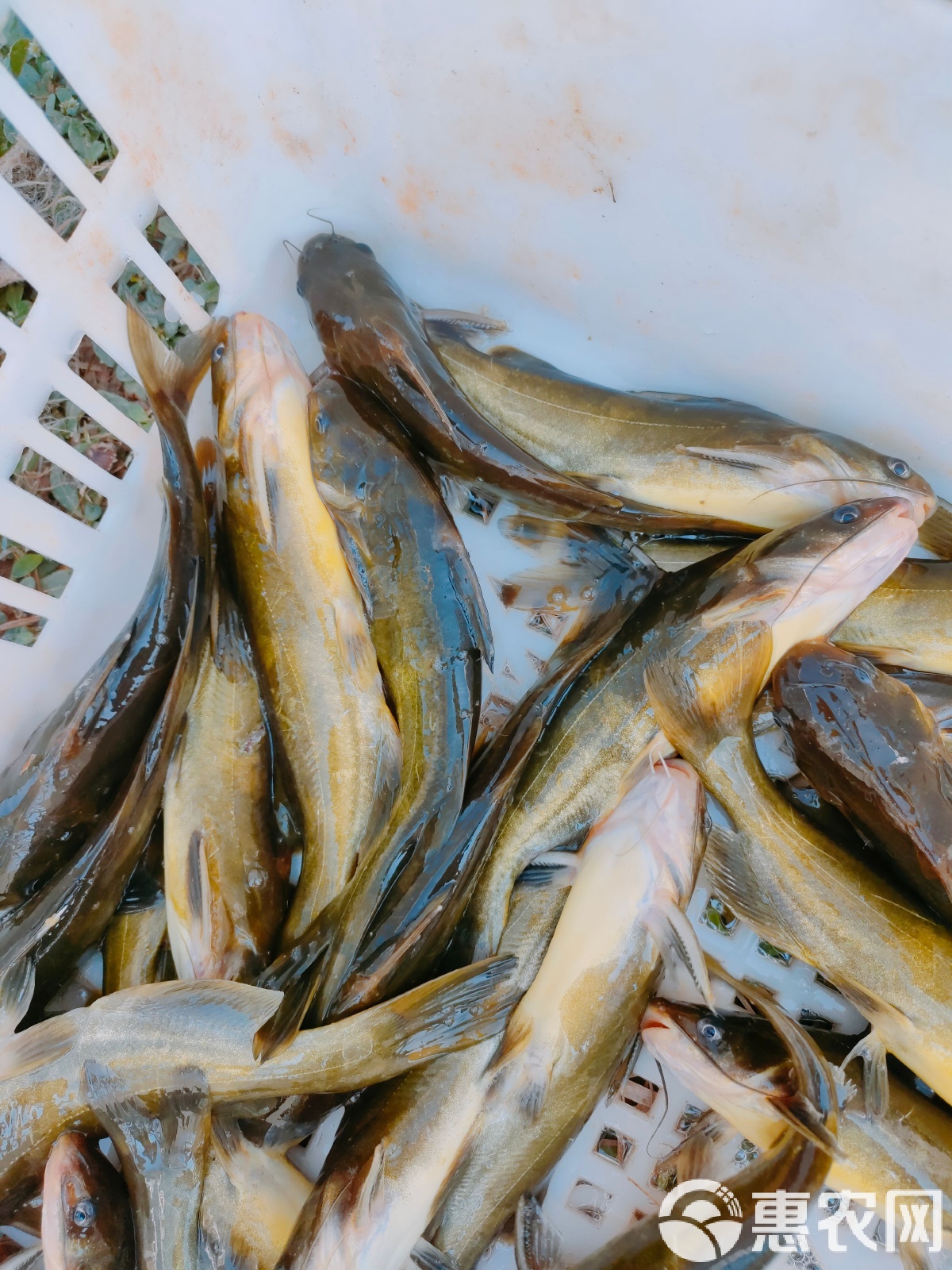 路亚黄颡鱼(路亚 黄颡鱼) 路亚黄颡鱼(路亚 黄颡鱼)