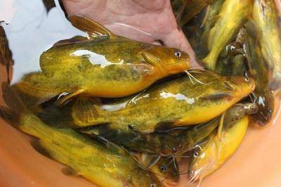 路亚黄颡鱼(路亚 黄颡鱼) 路亚黄颡鱼(路亚 黄颡鱼)