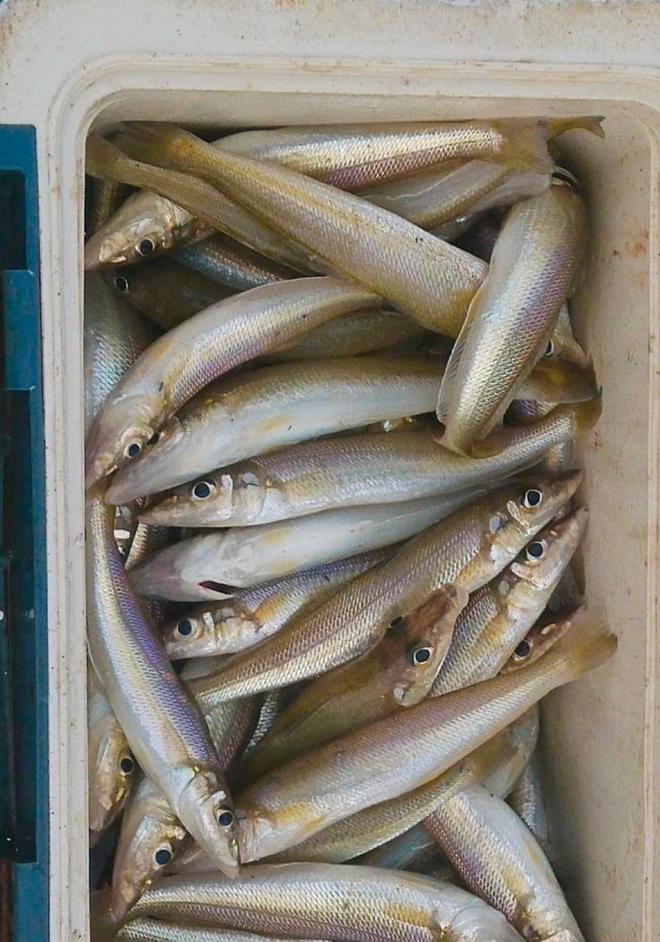 海钓沙钻鱼钓组(海钓黑头钓组图解) 海钓沙钻鱼钓组(海钓黑头钓组图解)