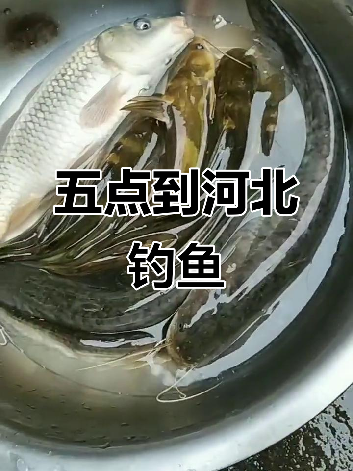 秋季雨天钓大鱼技巧(秋季雨天钓大鱼技巧和方法)