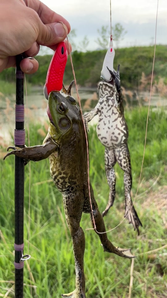 路亚青蛙穿勾(路亚绑蛙) 路亚青蛙穿勾(路亚绑蛙)