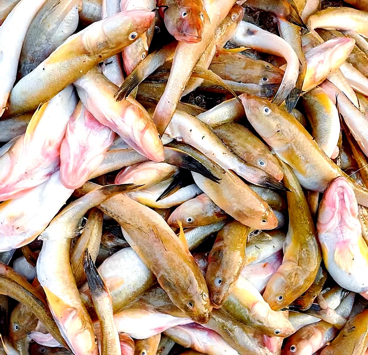 海竿钓虾虎鱼技巧(虾虎鱼为什么张嘴死亡) 海竿钓虾虎鱼技巧(虾虎鱼为什么张嘴死亡)