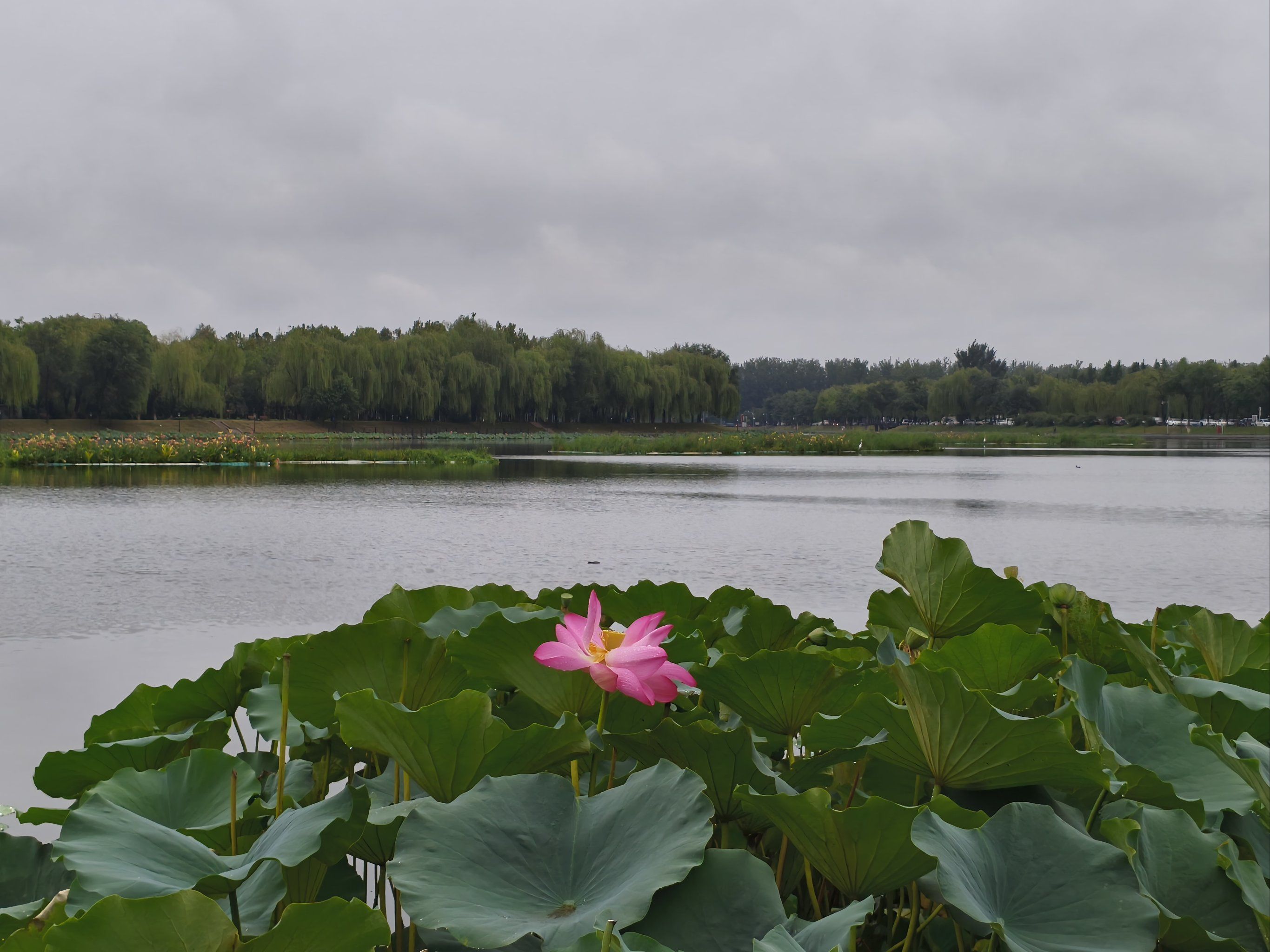 路亚罗马湖(罗马湖钓鱼怎么样) 路亚罗马湖(罗马湖钓鱼怎么样)