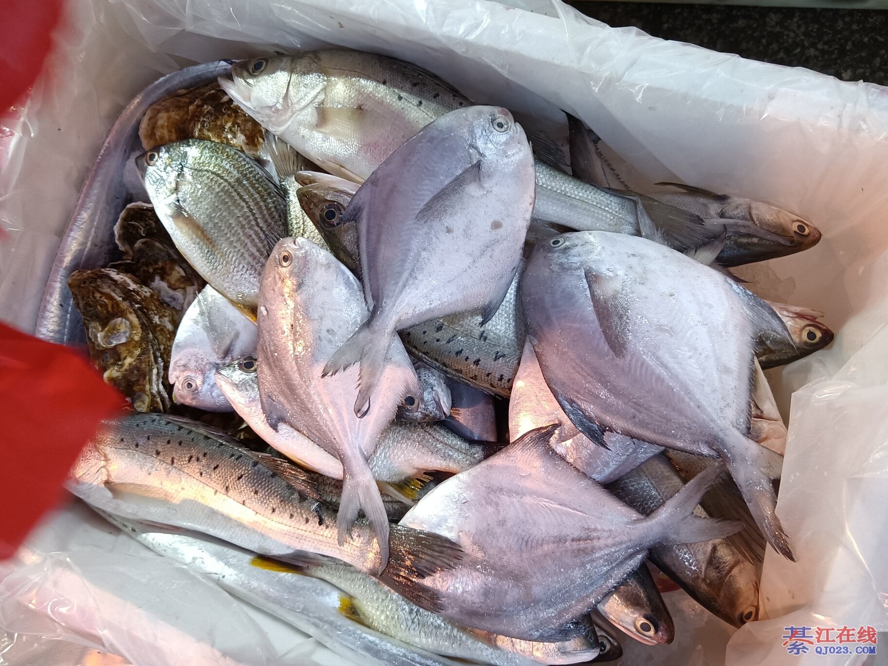 福州沙滩海钓(福州野钓地点) 福州沙滩海钓(福州野钓地点)