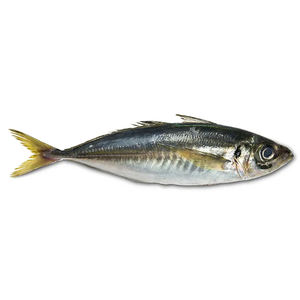 冻板饵料鱼(冻饵的制作) 冻板饵料鱼(冻饵的制作)