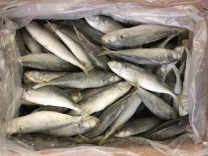 冻板饵料鱼(冻饵的制作) 冻板饵料鱼(冻饵的制作)