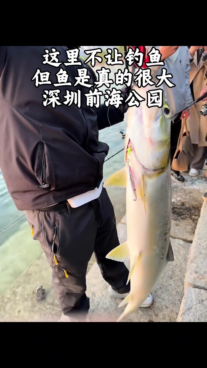 深圳路亚海鲢(路亚钓海鲢的心得)