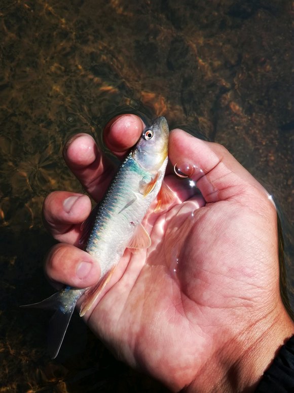 河源路亚马口(河源路亚基地)