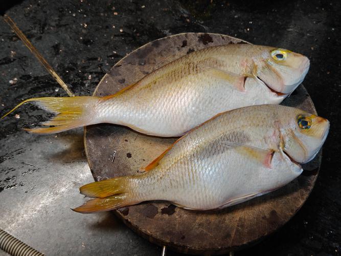 钓黄鲷技巧(黄鲷鱼用什么饵料钓)