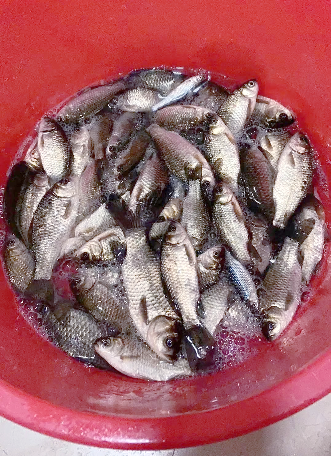 冬季垂钓技巧鲫鱼(冬季垂钓技巧鲫鱼视频)