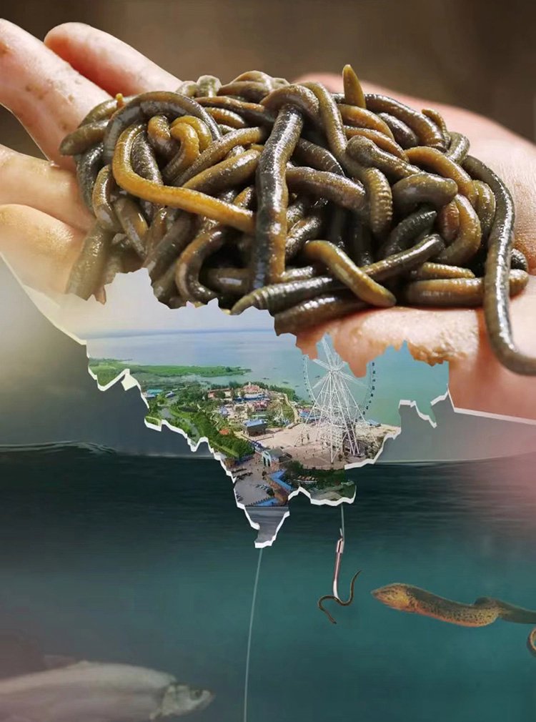 饵料活体(活体钓饵)