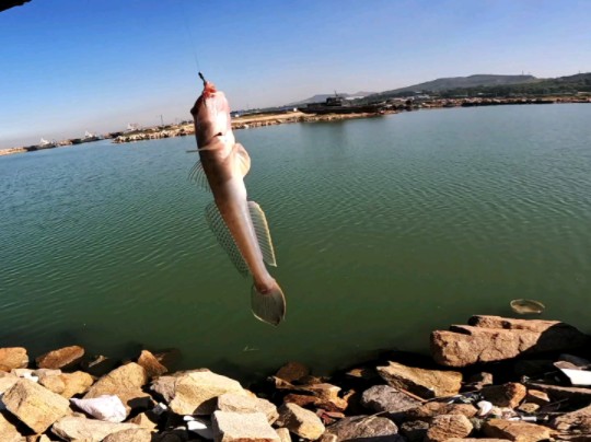 龙口海边钓鱼技巧(龙口海钓可以钓什么鱼)