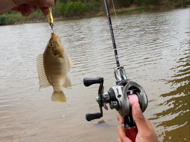 路亚罗非(路亚罗非用什么饵最有效)