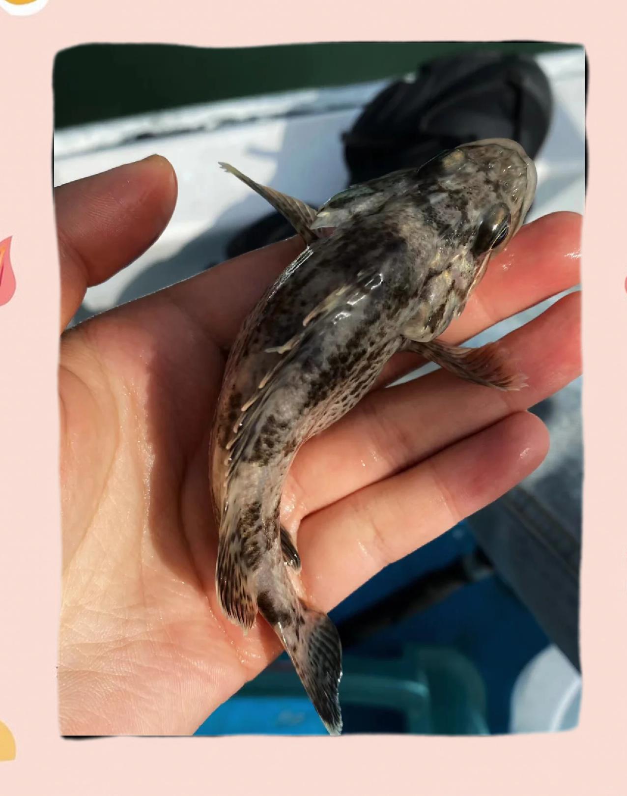 秦皇岛海钓地点(秦皇岛哪能海钓)