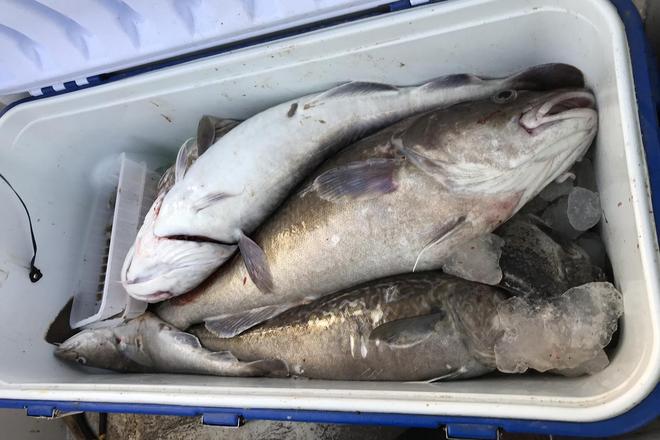 海钓鳕鱼技巧(海钓鳕鱼技巧和方法)