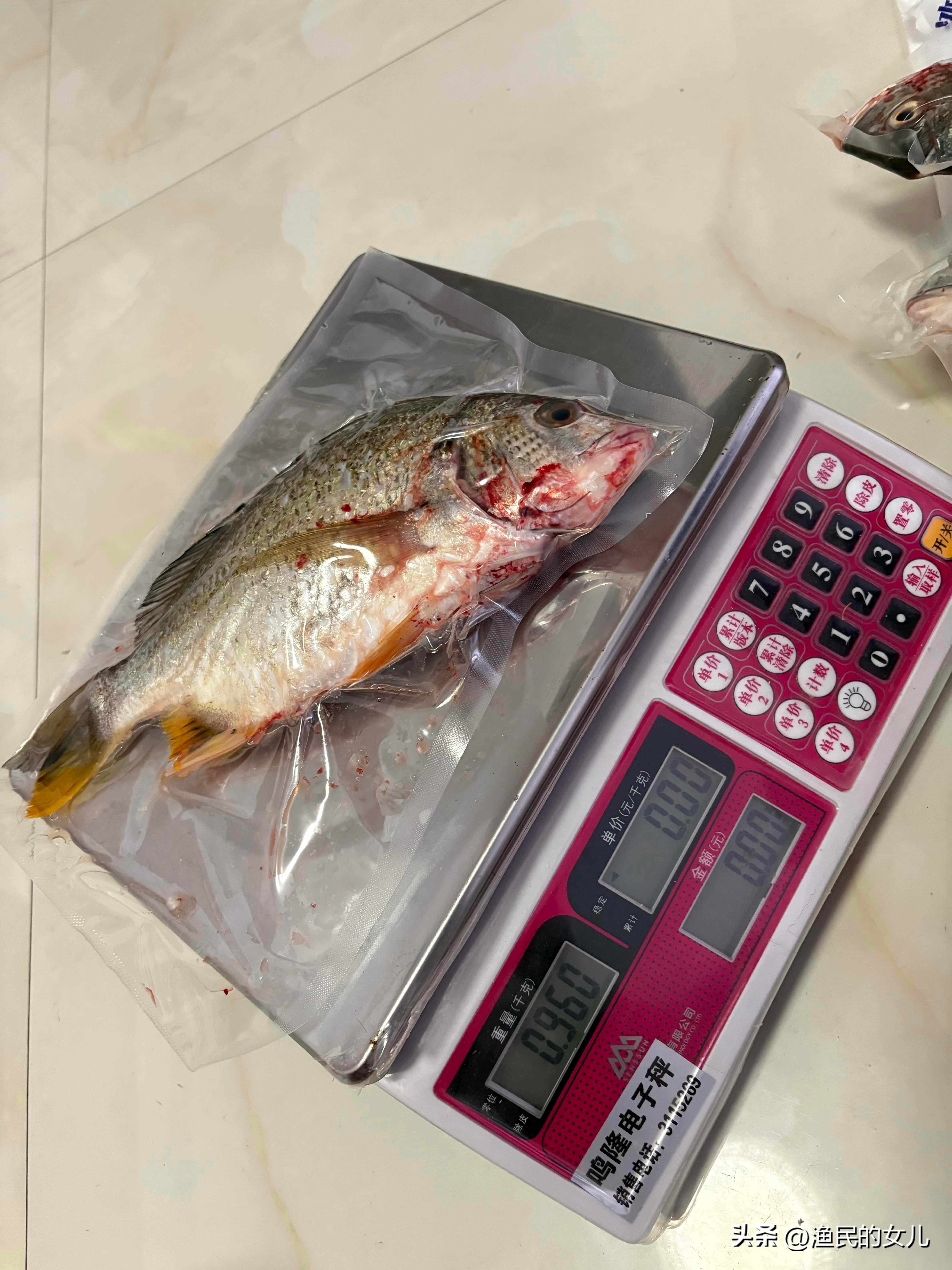 海钓皇姑鱼价格(海钓皇姑鱼价格多少)