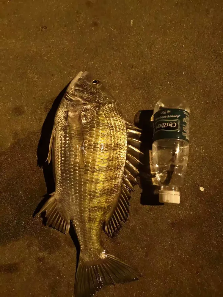 海钓高尔夫(钓鱼中的高尔夫)