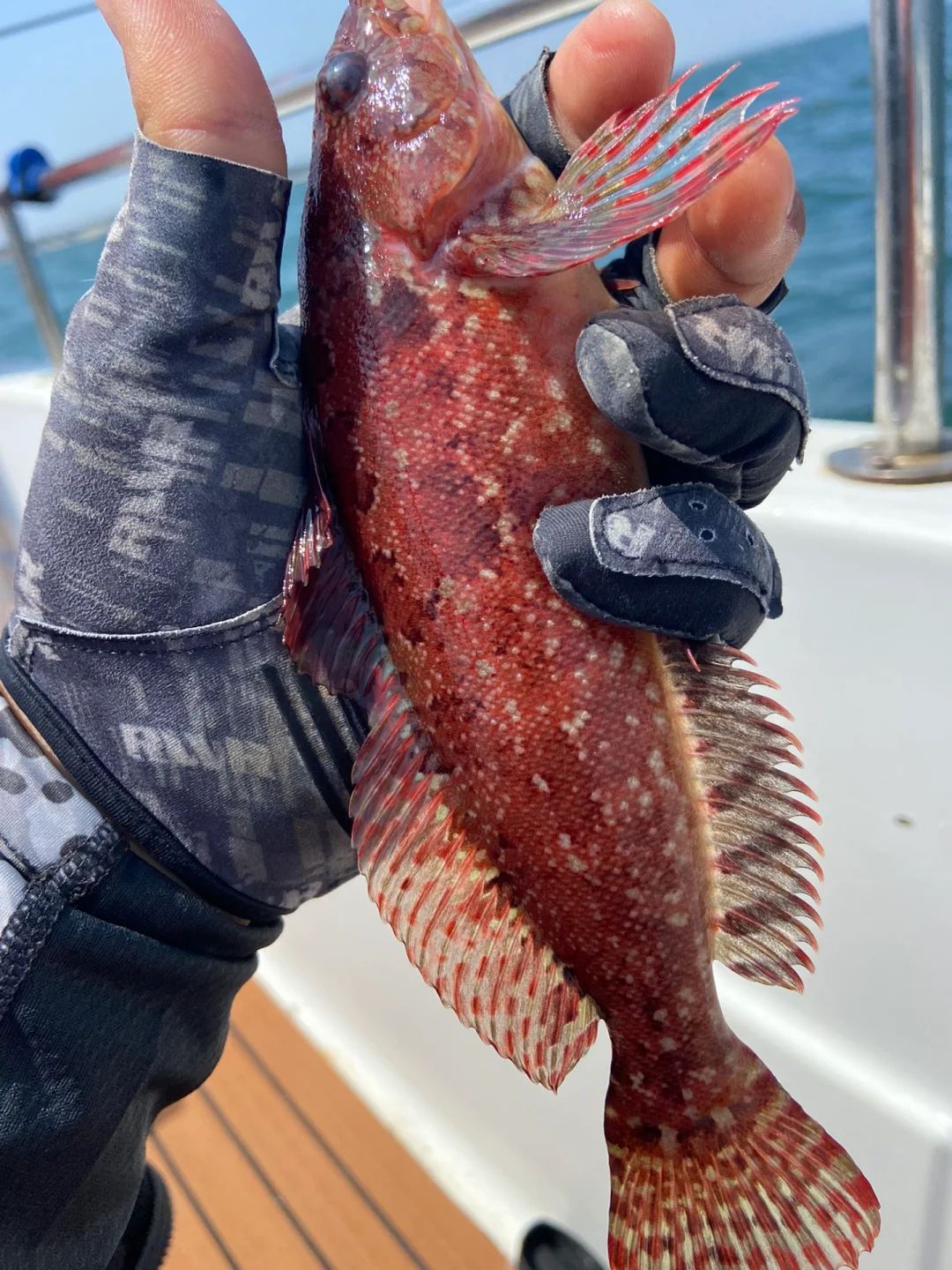 海钓番薯鰺(红薯能钓什么鱼冬天)