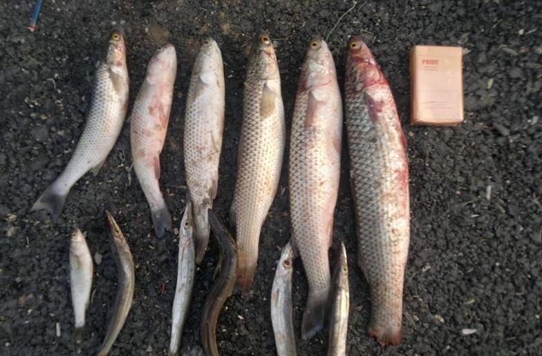 海钓梭鱼多深(海钓梭鱼怎么找鱼层)