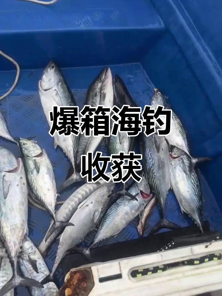 海钓鱼货图(海钓鱼货图片) 海钓鱼货图(海钓鱼货图片)