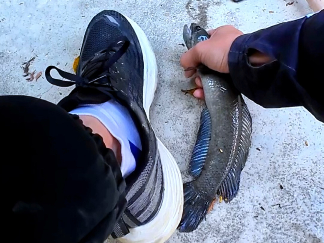 初学路亚操作视频(初学者路亚教学之基础入门5)