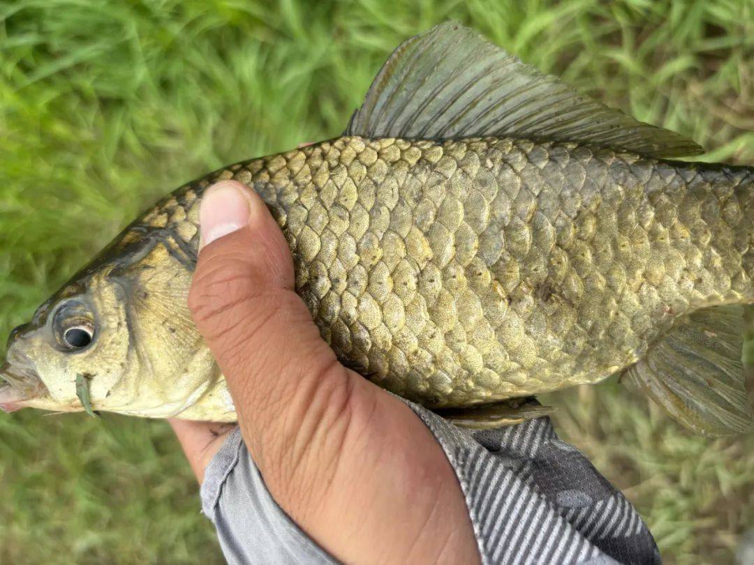 秋季水库钓打窝技巧(秋季水库钓鱼用啥饵料) 秋季水库钓打窝技巧(秋季水库钓鱼用啥饵料)