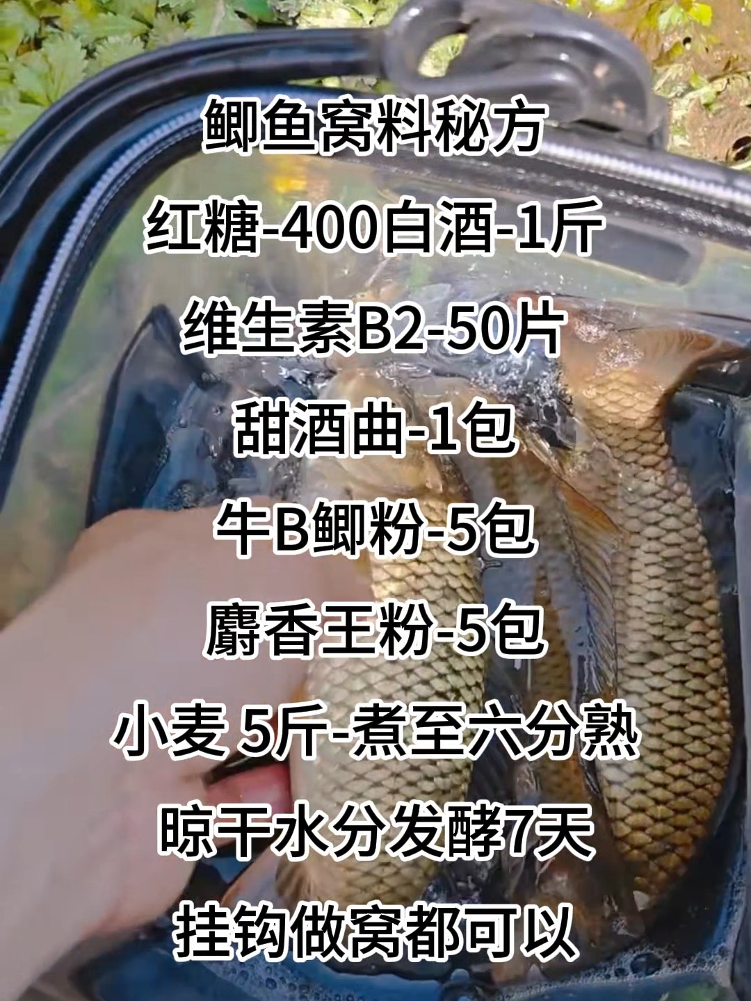 化氏黑坑鲫鱼饵料配方(化氏饵料黑坑怎么搭配) 化氏黑坑鲫鱼饵料配方(化氏饵料黑坑怎么搭配)