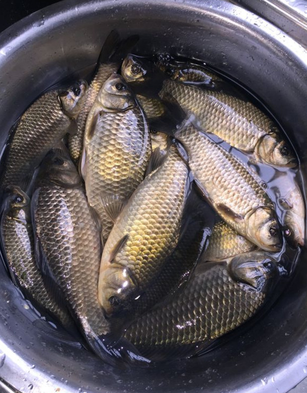 霜降后钓草鱼技巧(霜降后钓鱼技巧钓深还钓浅) 霜降后钓草鱼技巧(霜降后钓鱼技巧钓深还钓浅)