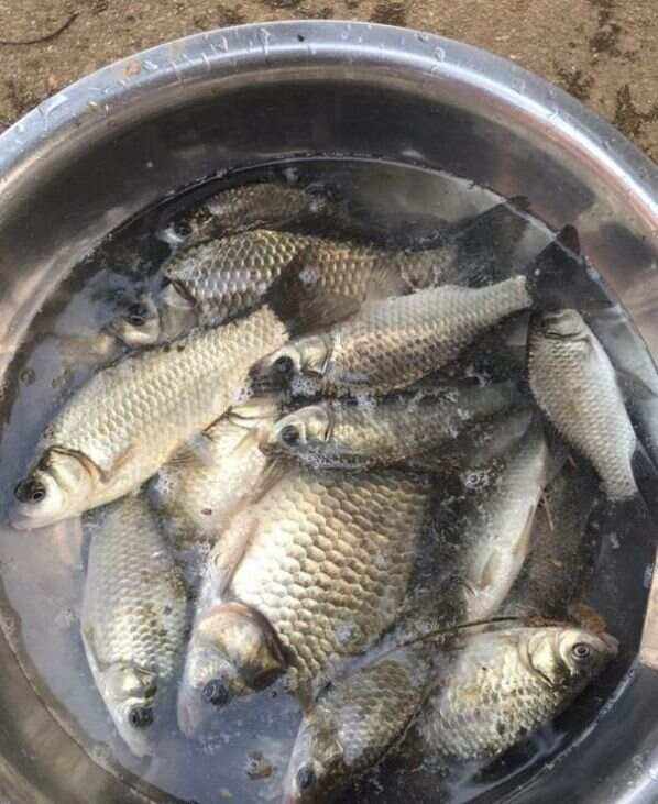 霜降后钓草鱼技巧(霜降后钓鱼技巧钓深还钓浅) 霜降后钓草鱼技巧(霜降后钓鱼技巧钓深还钓浅)